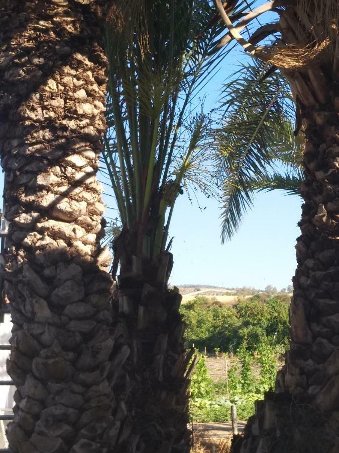 Palm Tree Apts *